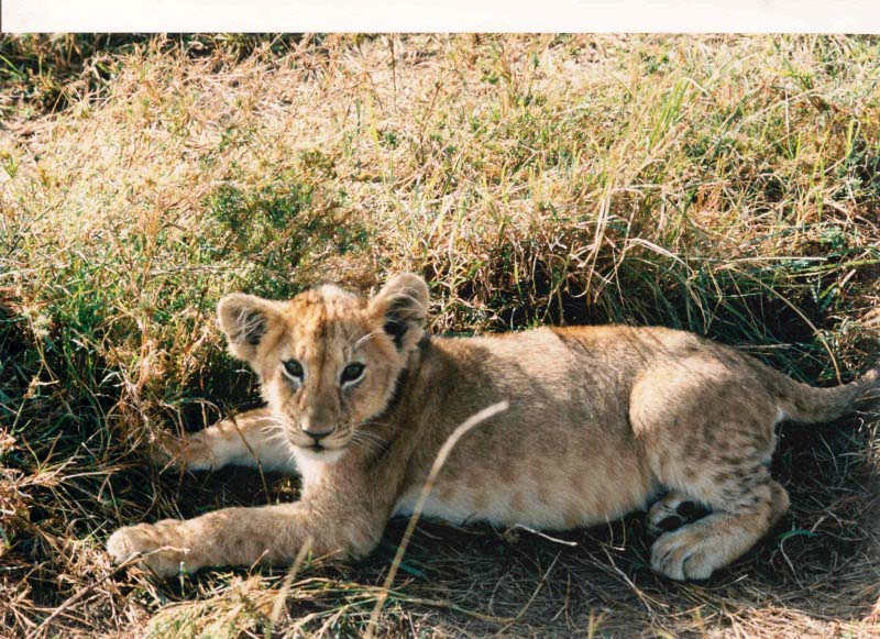 Lion in Masai Mara - Kenya