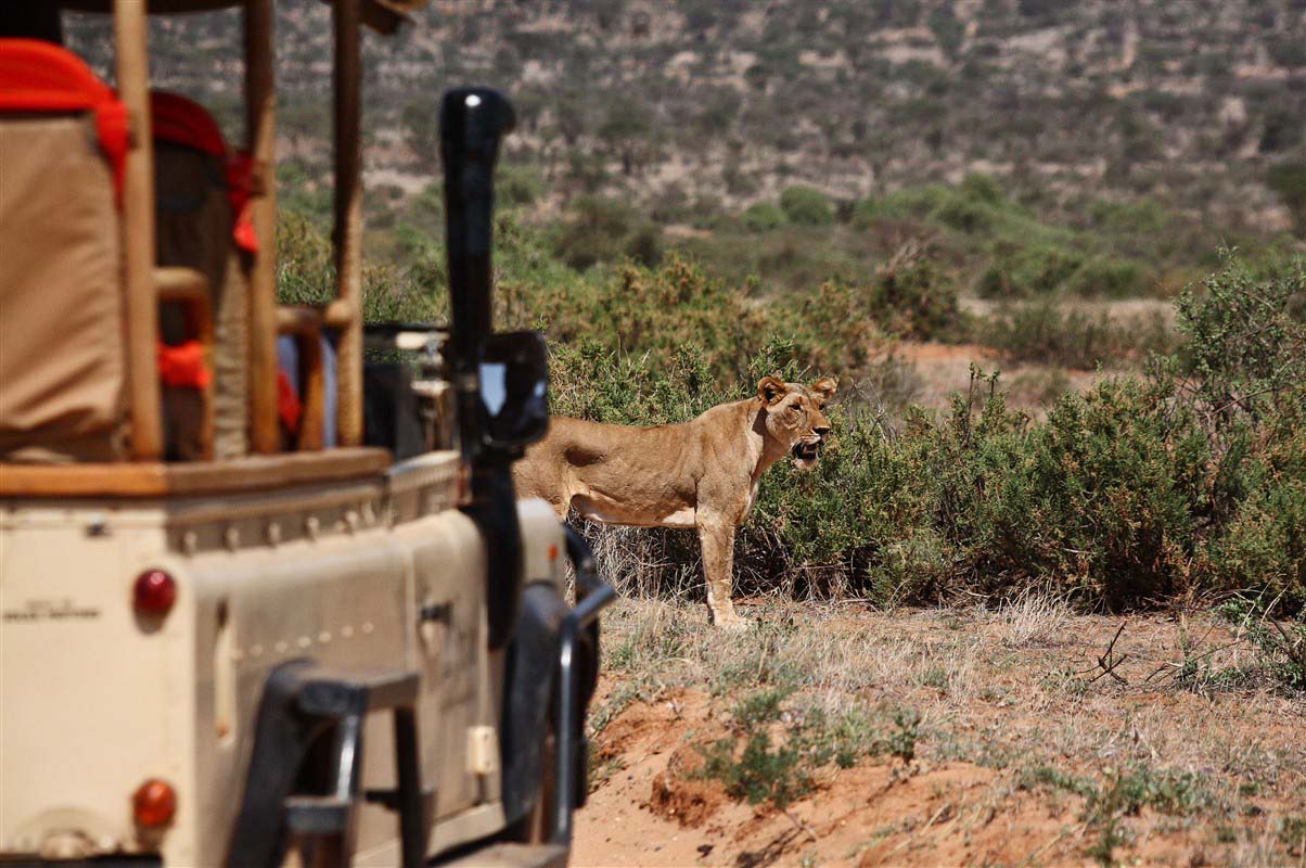 Lion during a safari - Kenya