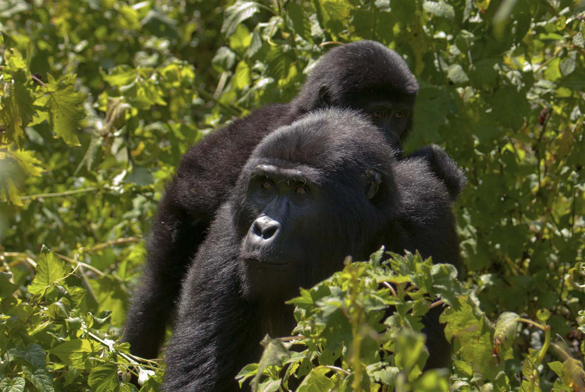 Gorillas in Rwanda