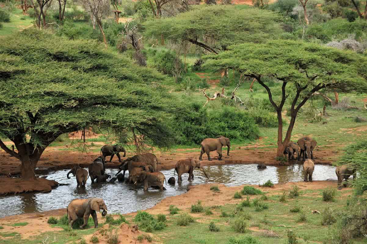 Elephants - Kenya