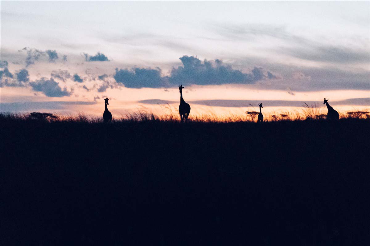 Giraffes shadows at sunset - Kenya