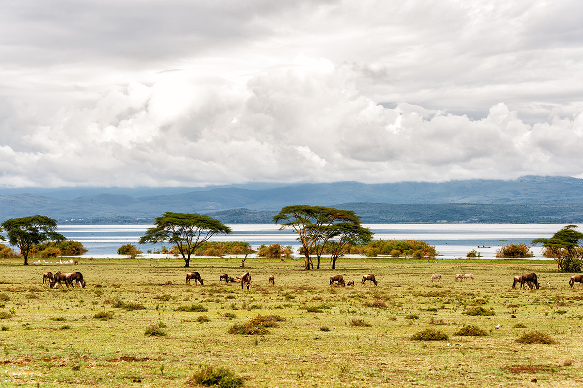Lac Naivasha - Kenya