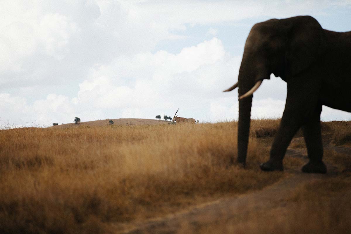 Safari in Kenya