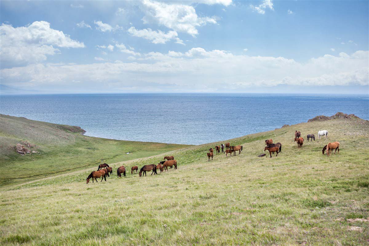 Horses - Kyrgyzstan