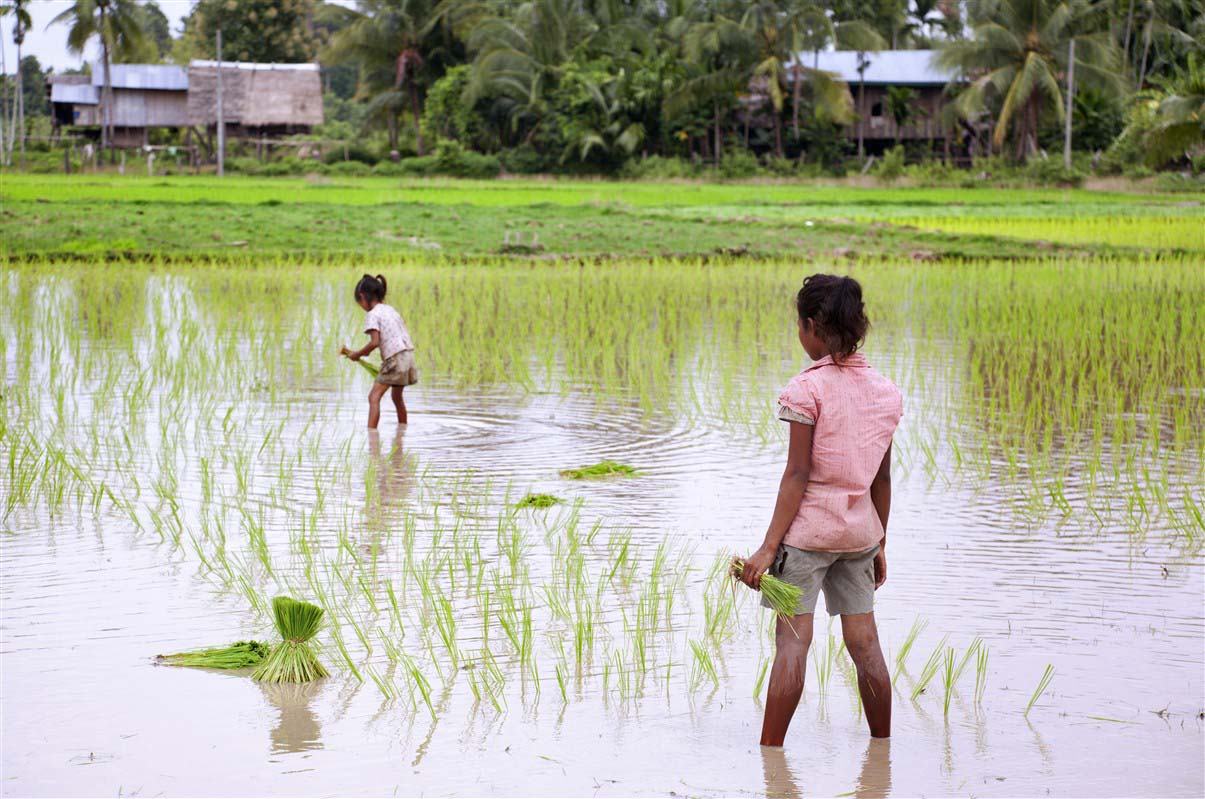 Girls in a rice field - Laos