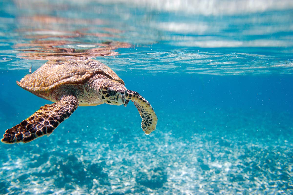Snorkeling