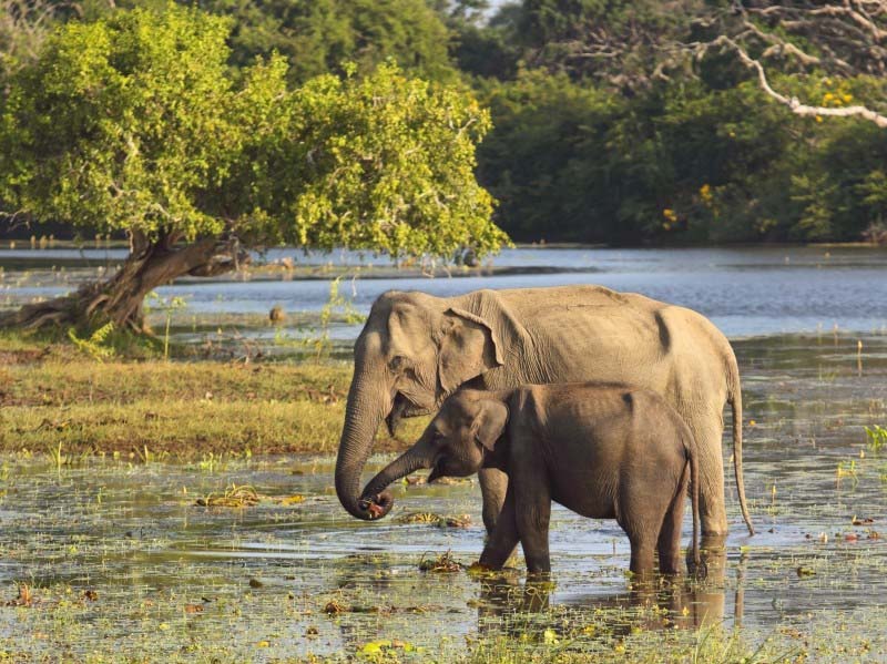 Elephants - Yala National Park - Sri Lanka