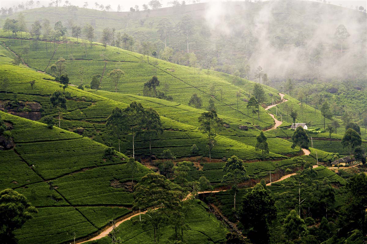 Landscape  - Nuwara Eliya - Sri Lanka