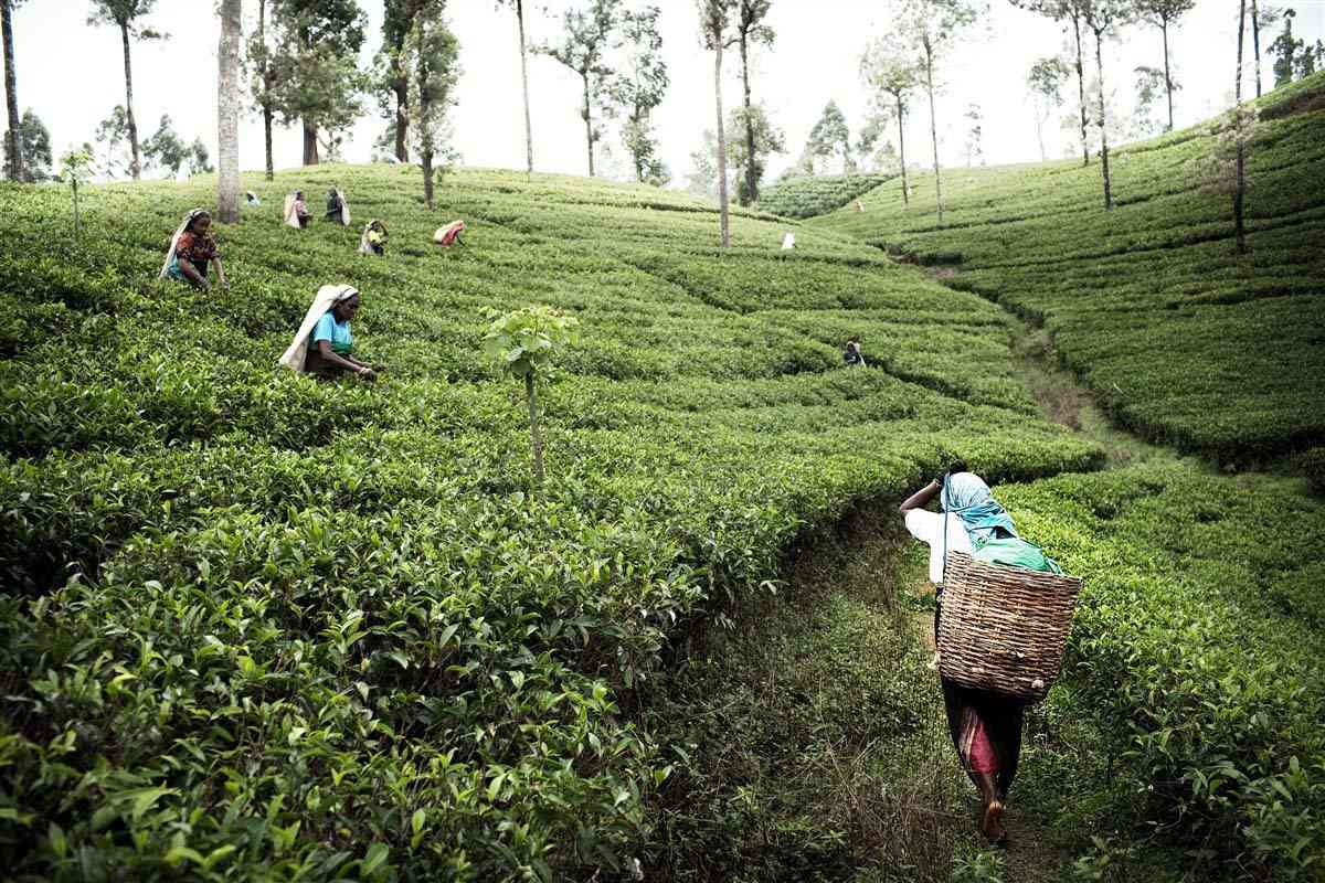 Tea picking near Kandy - Sri Lanka