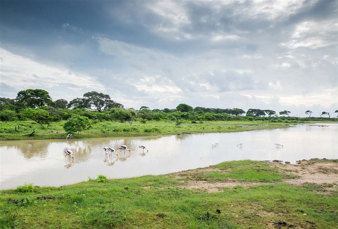 Yala National Park - Sri Lanka