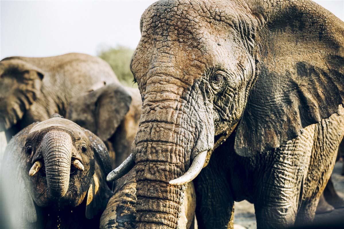 Elephants