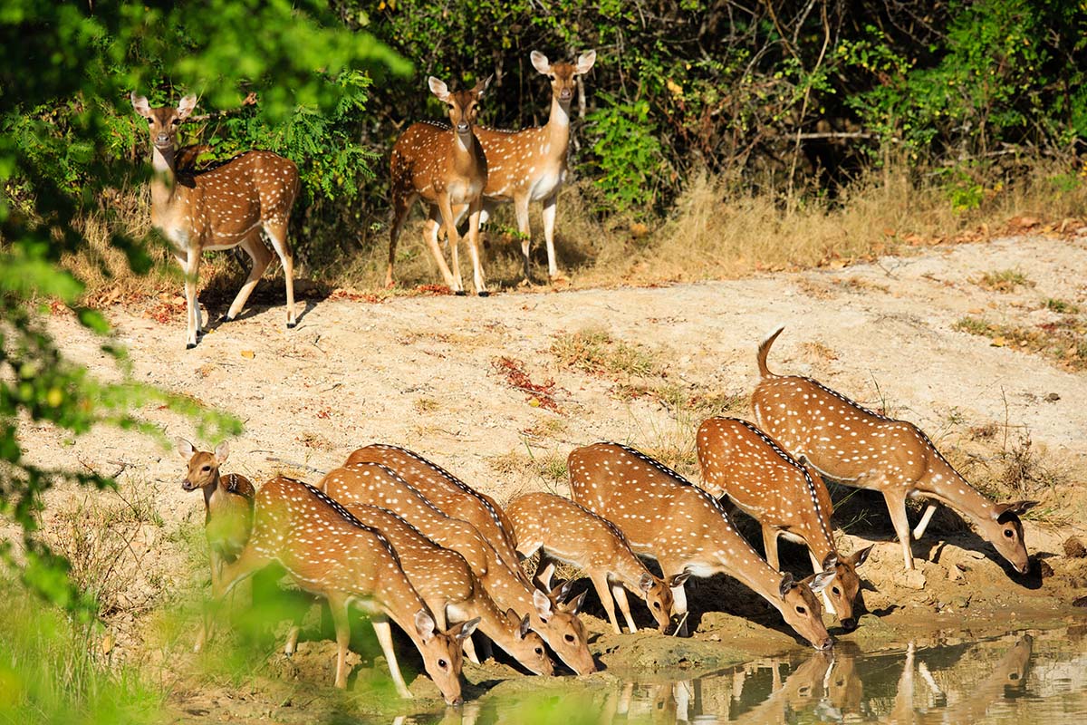 Yala National Park - Sri Lanka