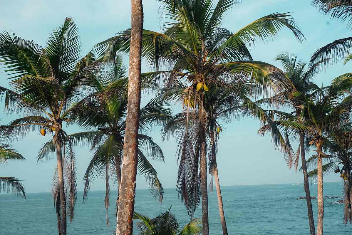 Palm trees - Sri Lanka