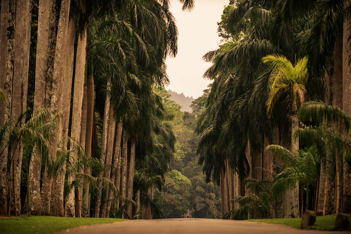 Jungle - Sri Lanka