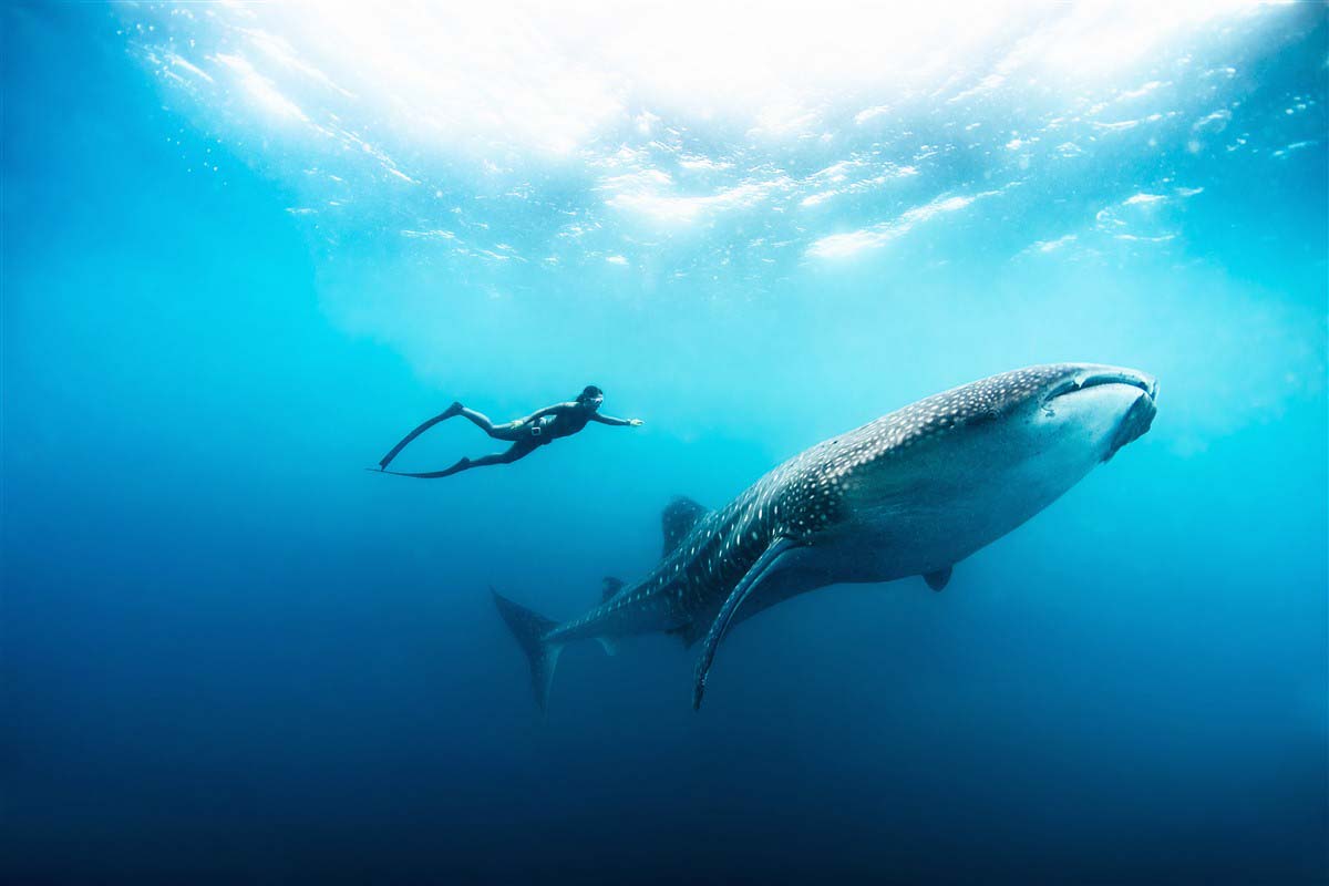 Diving near Soneva Fushi Resort & Spa - Kunfunadhoo - Maldives