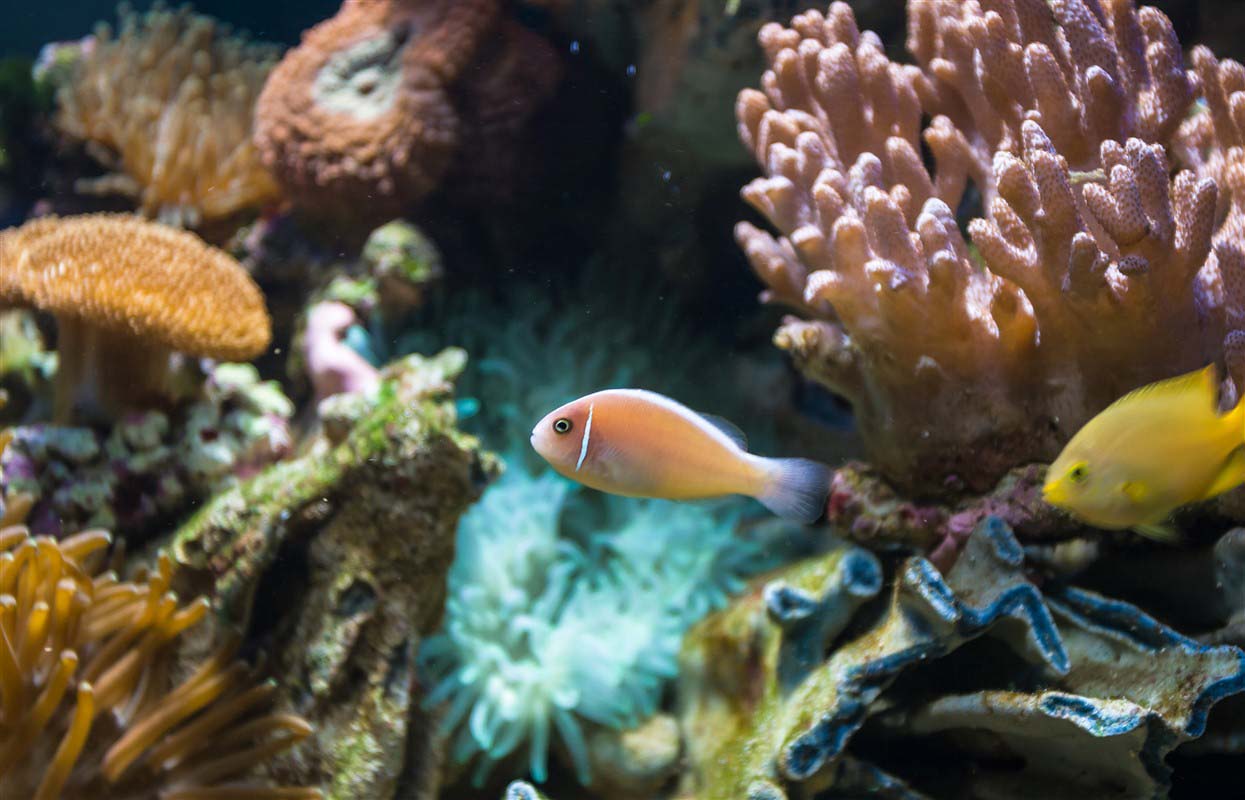 Fish - Malta
