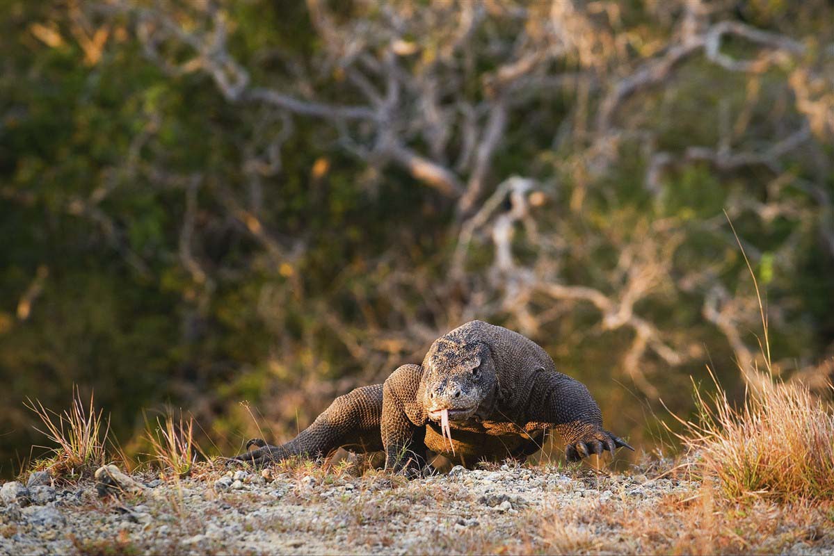 Komodo Dragon - Indonesia