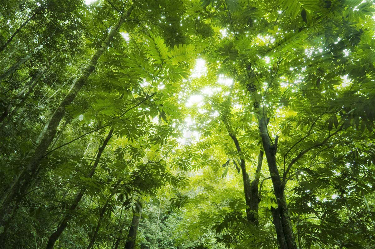 Forest in Malaysia