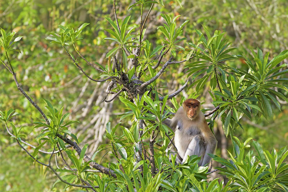 Monkey in Borneo - Malaysia