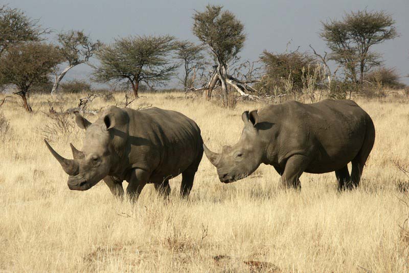 Etosha National Park - White rhinoceros - Namibia