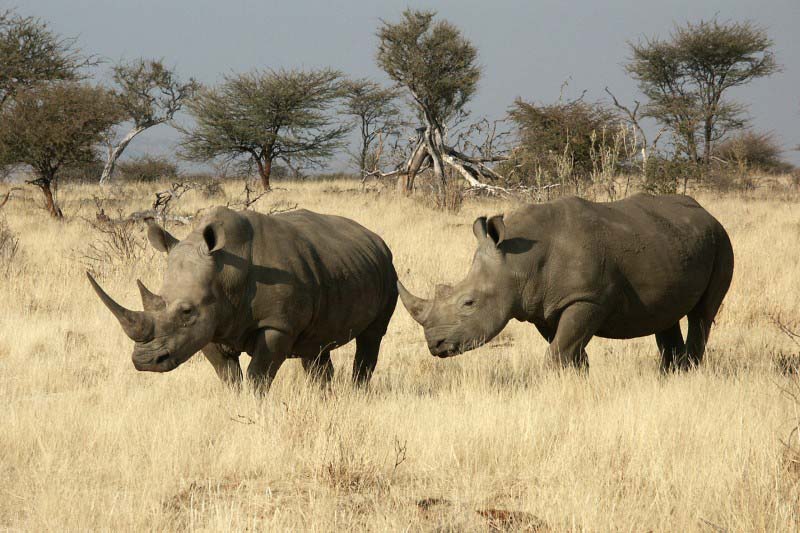 Parc National Etosha - Rhinoceros blancs - Namibie