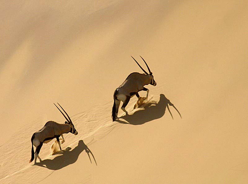 Skeleton Coast - Namibia