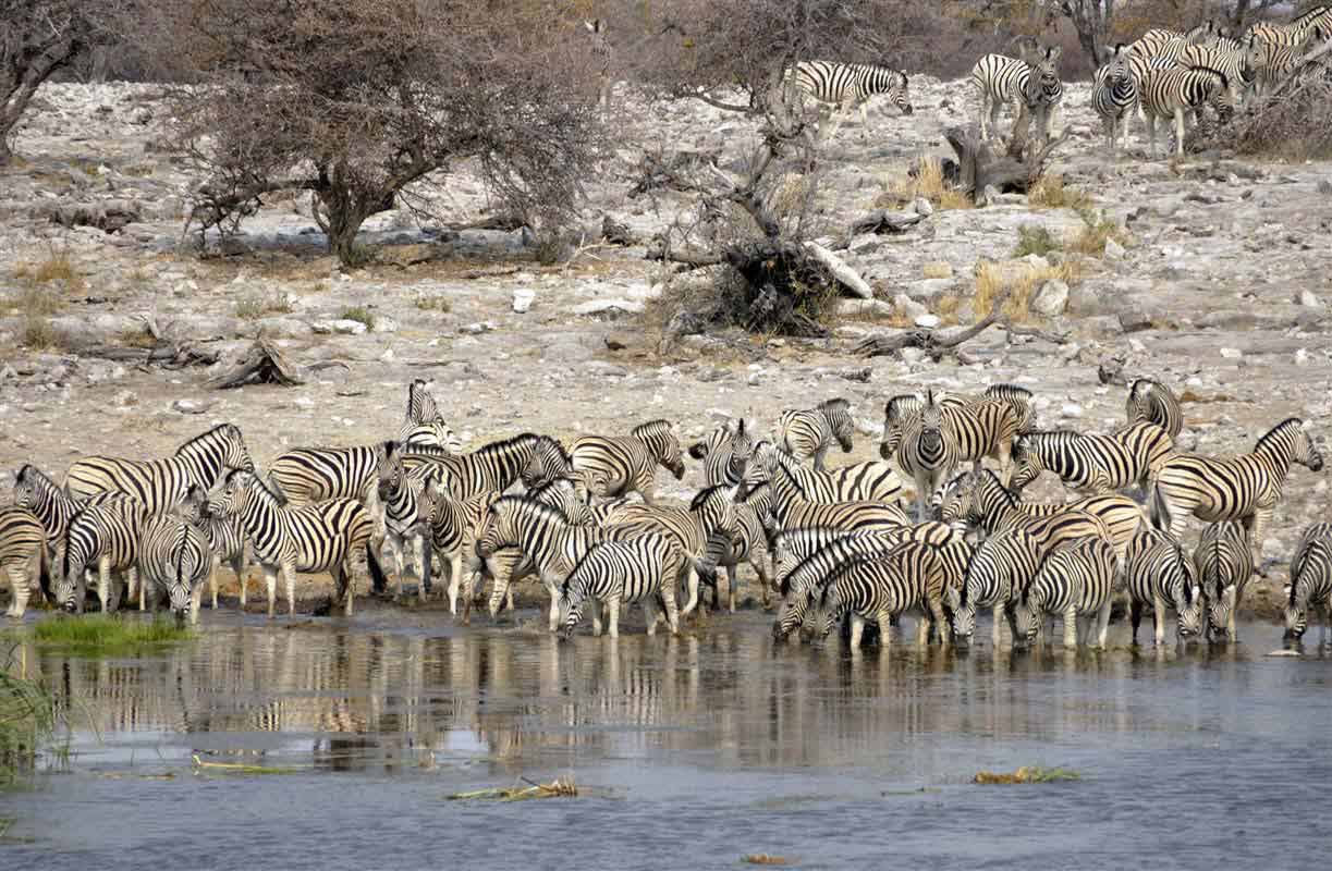 Zebras in Namibia