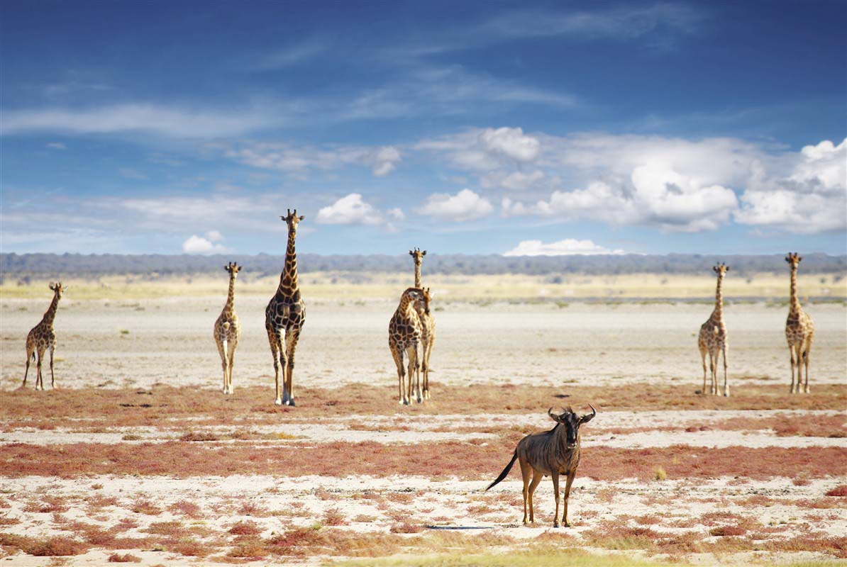 Etosha National Park - Namibia