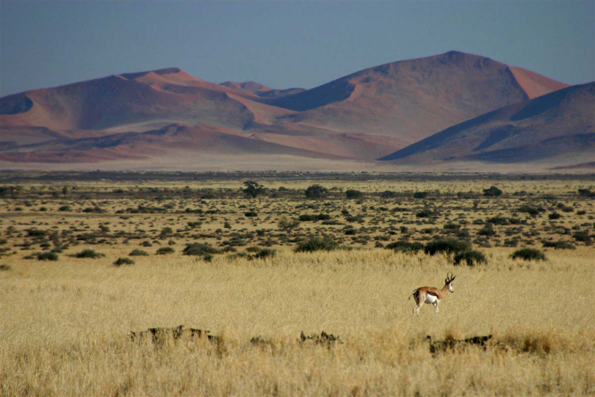 Antelope in Namibia