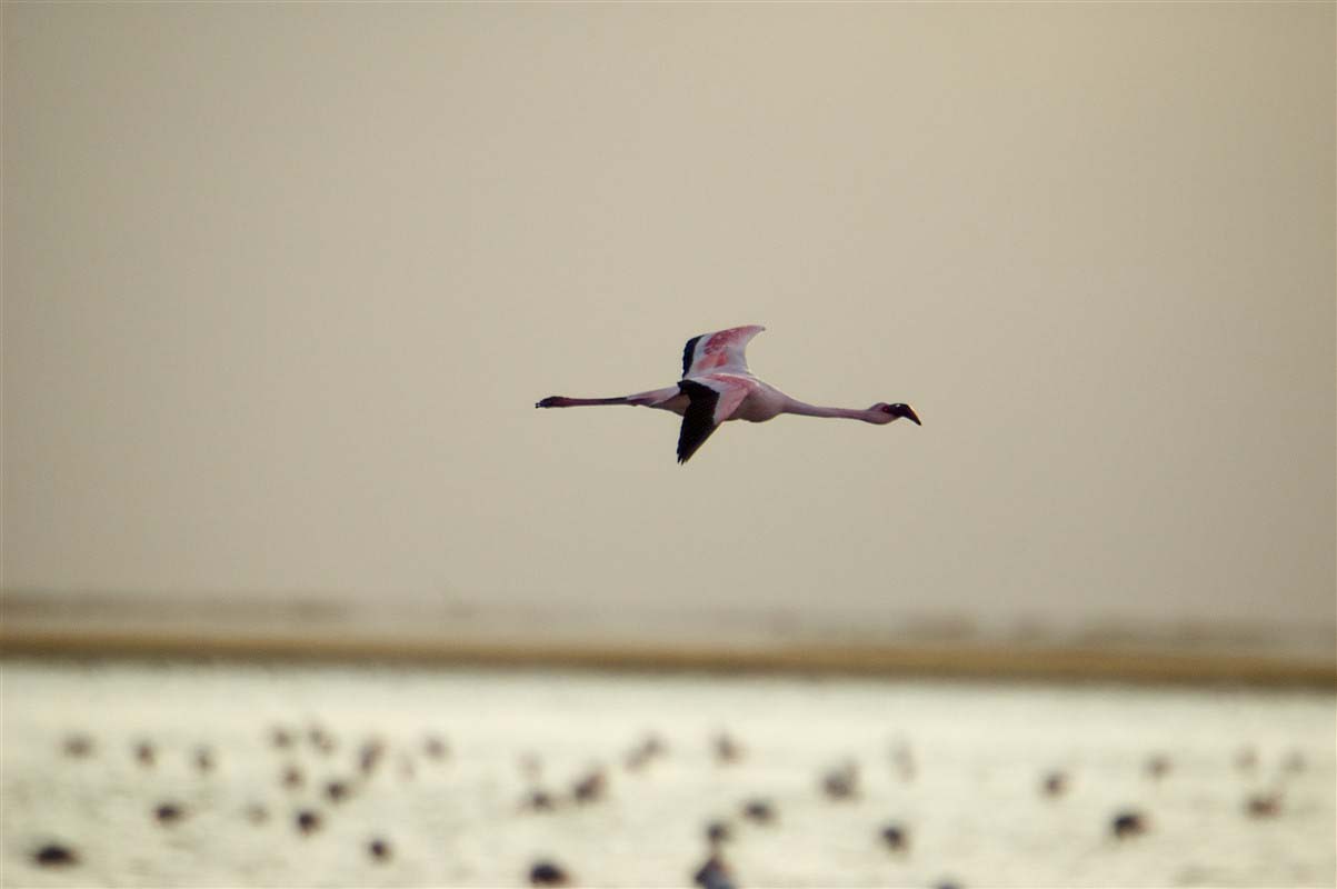 Bird in Walvis Bay - Namibia