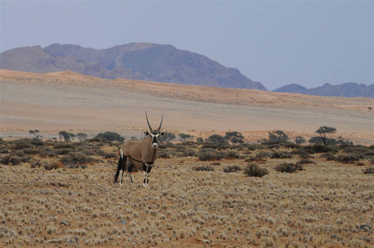 Antelope in Namibia