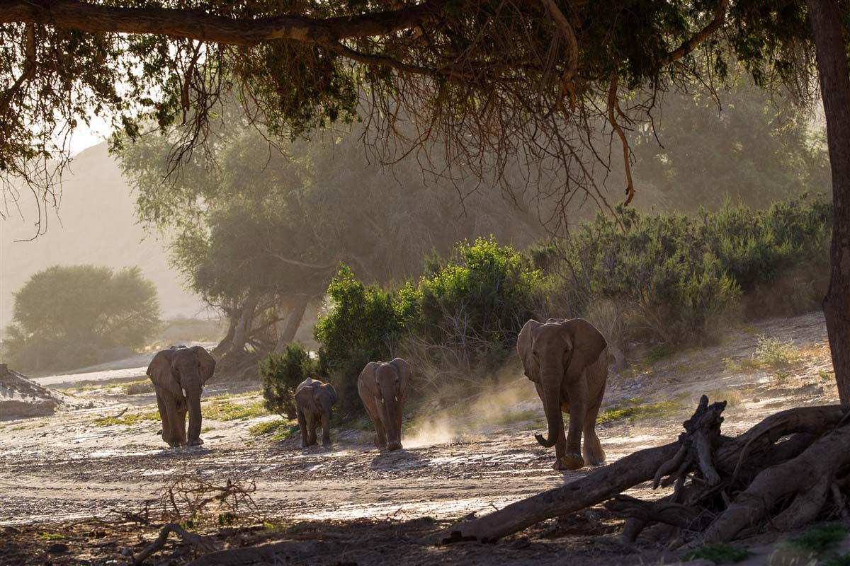 Elephants - Namibia