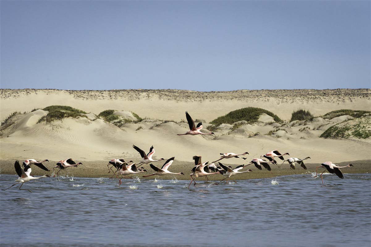 Birds flying over  river - Namibia