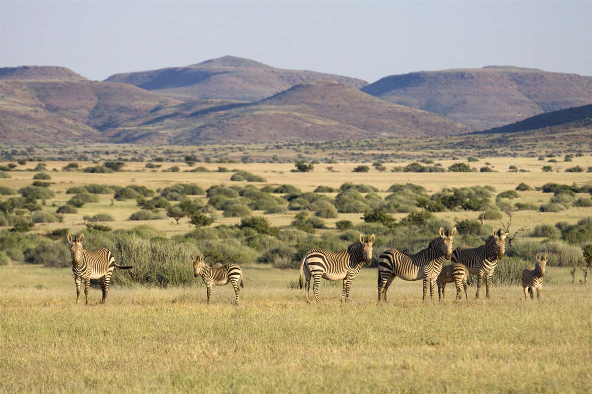 Zebras in Namibia