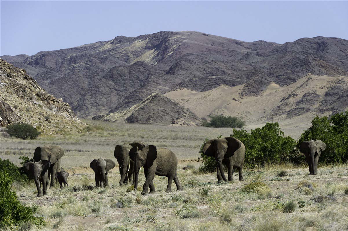 Elephants near Doro Nawas - Twyfelfontein - Damaraland - Namibia