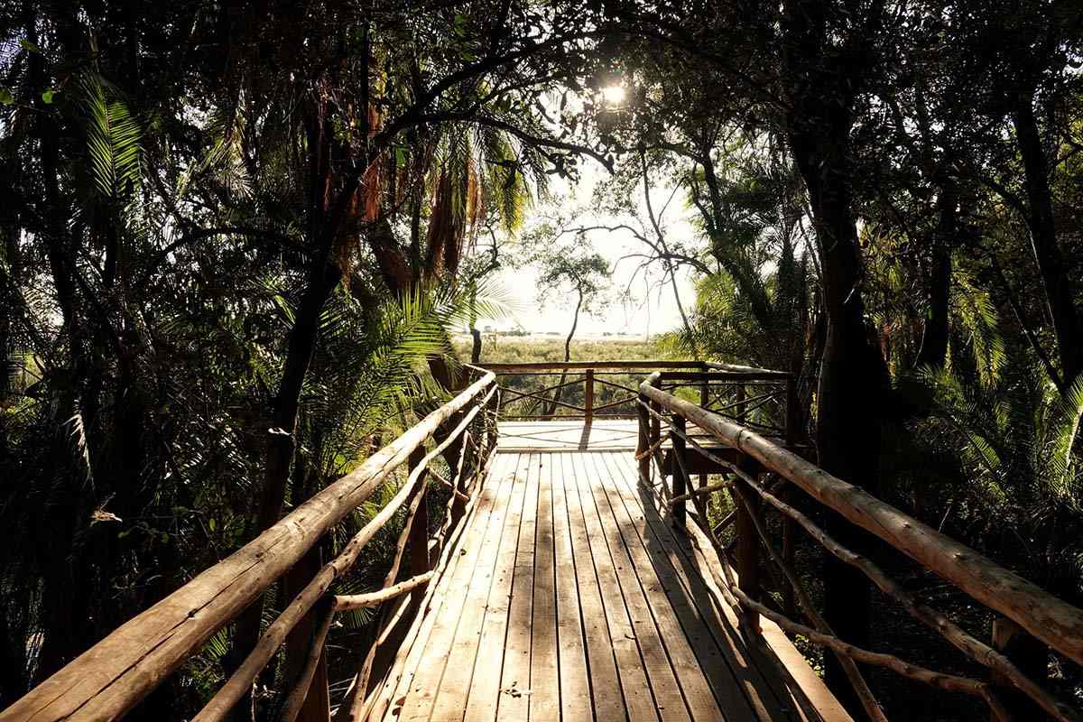 Birdge in the jungle - Namibia