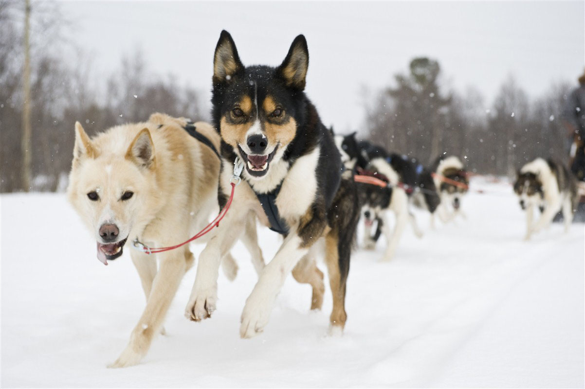 Sled dogs - Finnmark - Norway