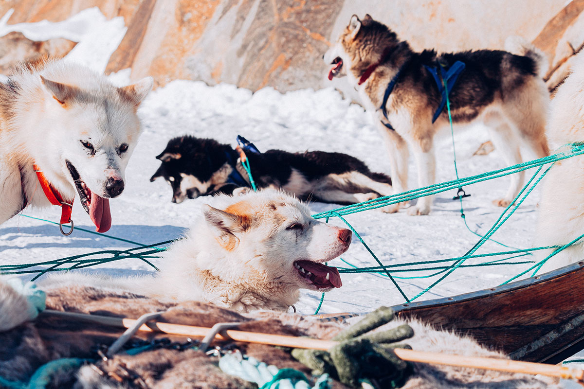 Dog sledding near Kangerlussuaq - Groenland
