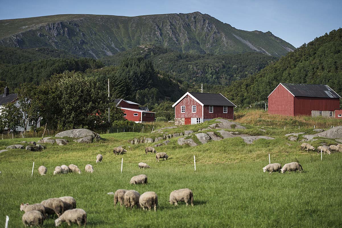 Farm - Vesteralen - Norway