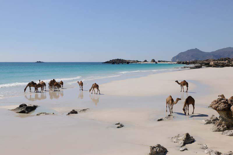 Camels on the beach - Oman