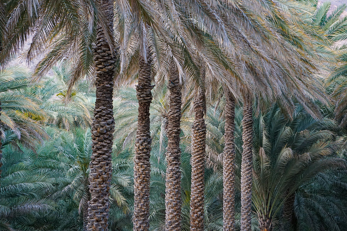 Palm tree in Oman
