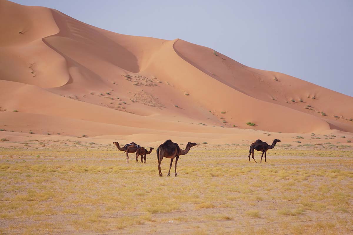 Camles in desert - Oman