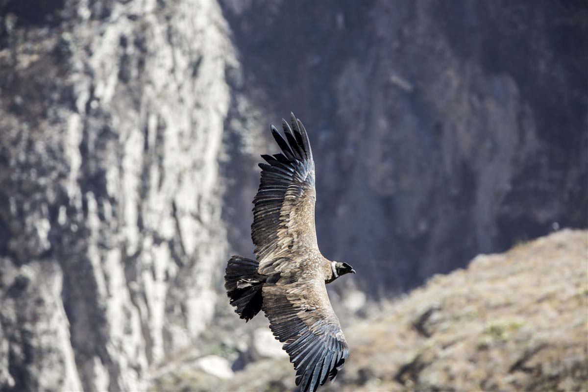 Bird in flight -  Colca Canyon- Peru