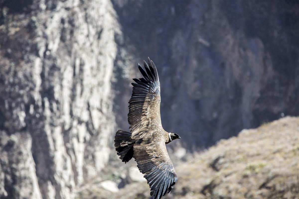 Canyon de Colca - Pérou