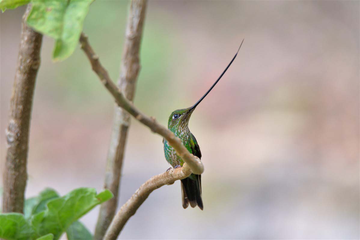 Bird - Aguas Calientes - Cusco Region - Peru