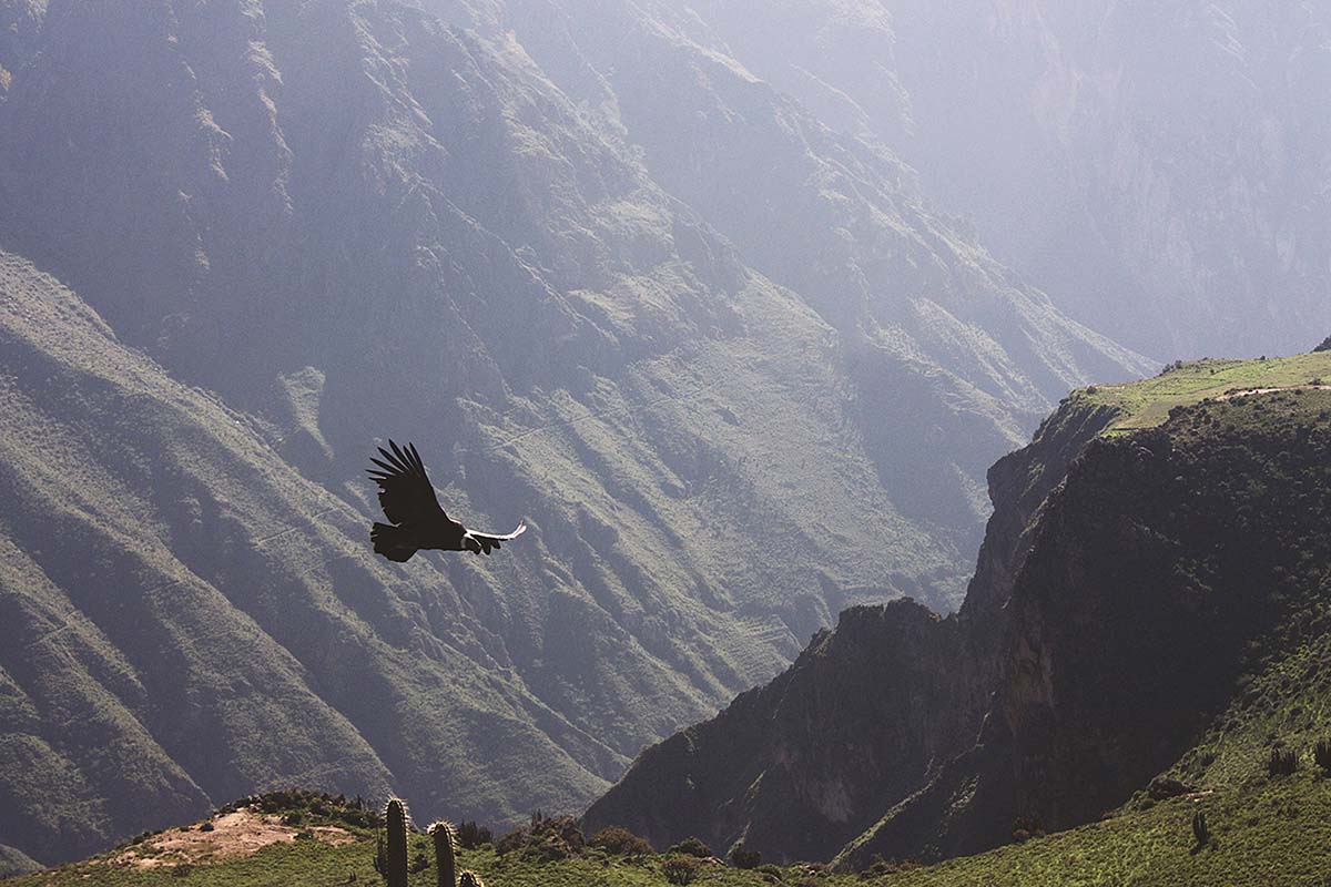 Colca Canyon - Peru