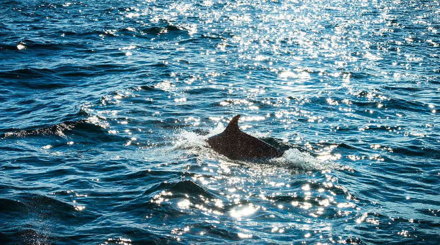 Dolphins