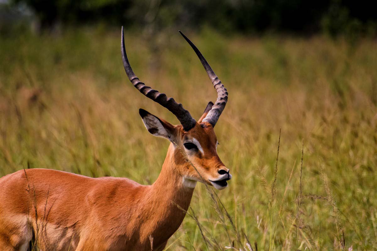 Antelopes - Rwanda