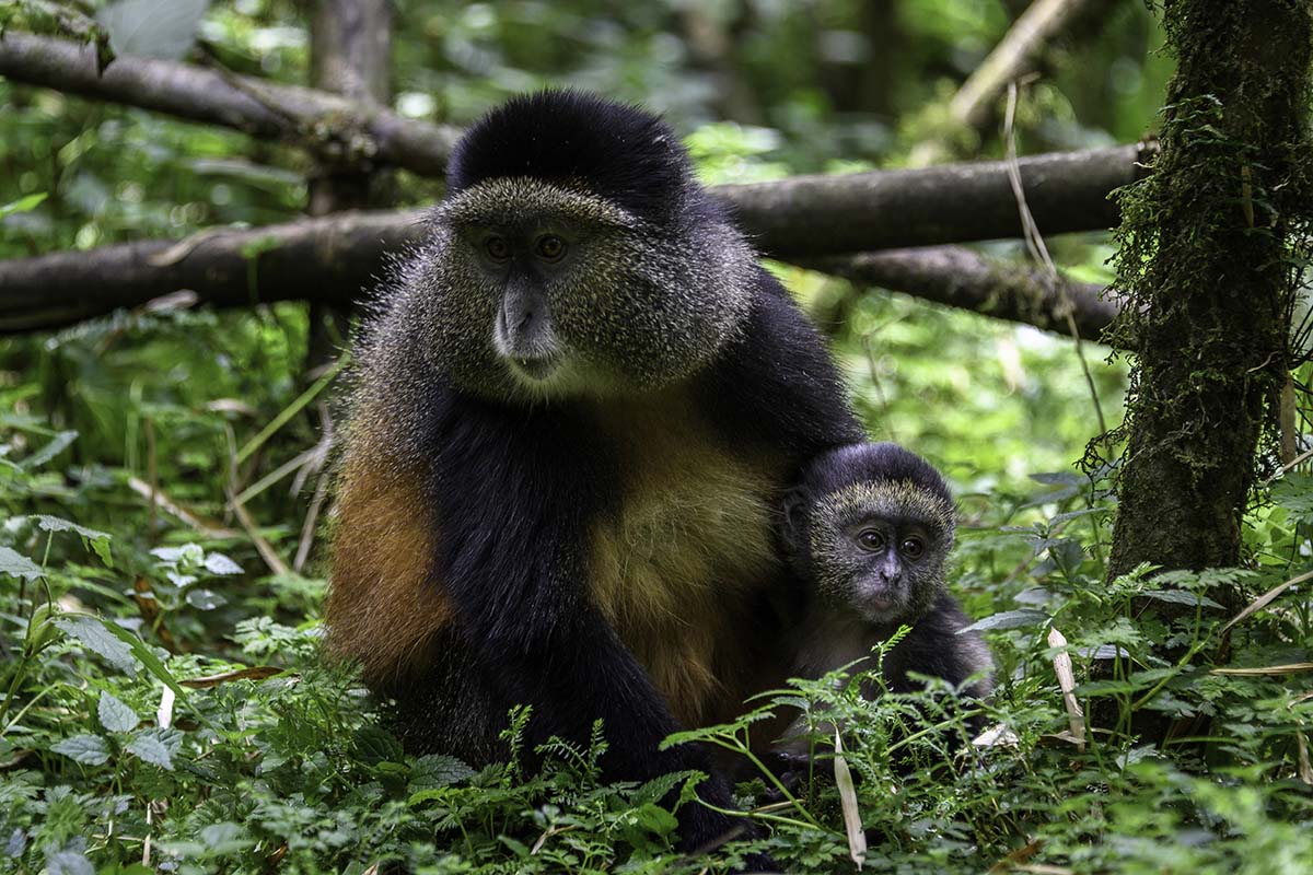 Golden monkeys - Rwanda