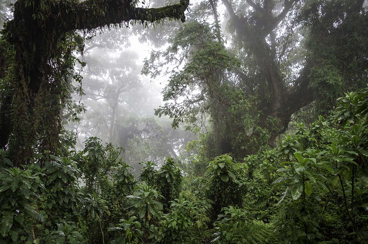 National Park Forest - Rwanda
